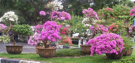 Pokok Bunga Renek Tahan Panas / LI NA HERBS: POKOK BUNGA KERTAS BERWARNA-WARNI - Eva Mowbray