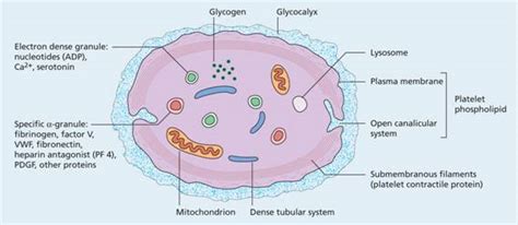 24: Platelets, blood coagulation and haemostasis | Oncohema Key