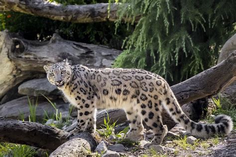 Snow Leopard sisters touch down in Wellington - News and information ...