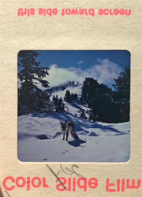 Sierra Nevada Red Fox Photograph - Etsy