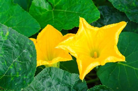 Female Pumpkin Flower » Tips on Identification