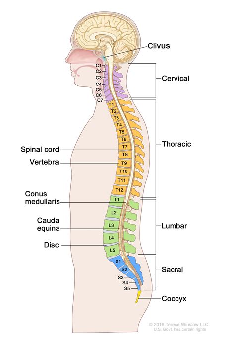 Anatomy Of Back Organs - Buy Internal Organs Of The Human Body ...