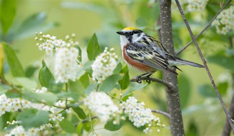 Chestnut-sided Warbler | Audubon Field Guide