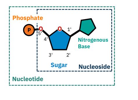 Nucleotide