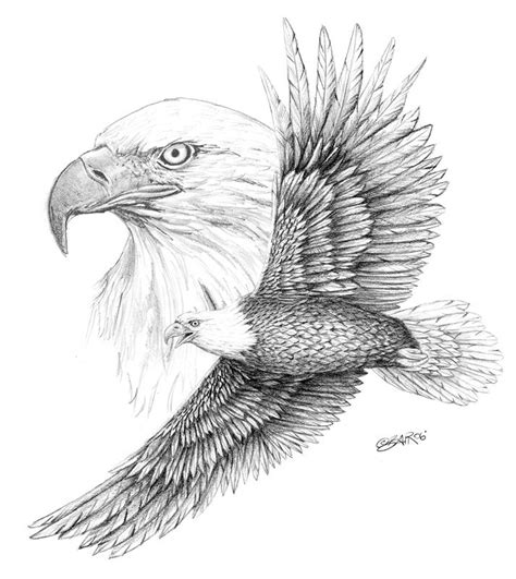 Bald Eagle | Steve Blair Designs | Crescent-Studio | Eagle drawing, Eagle sketch, Bald eagle sketch