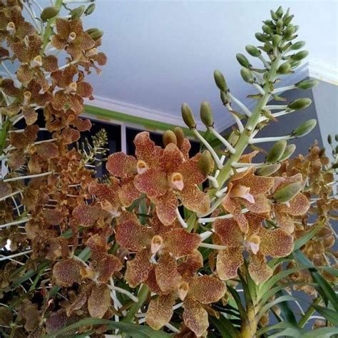 Jual Anggrek tebu/grammatophyllum speciosum | Shopee Indonesia