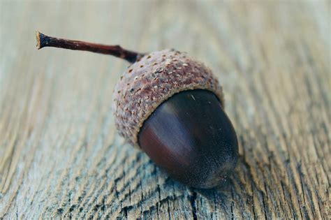 Royalty-Free photo: Selective focus photograph of acorn | PickPik