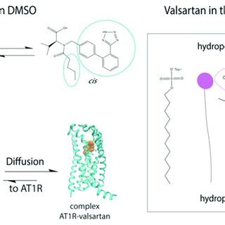 Mechanism of action of valsartan. The trans conformation of the drug is ...