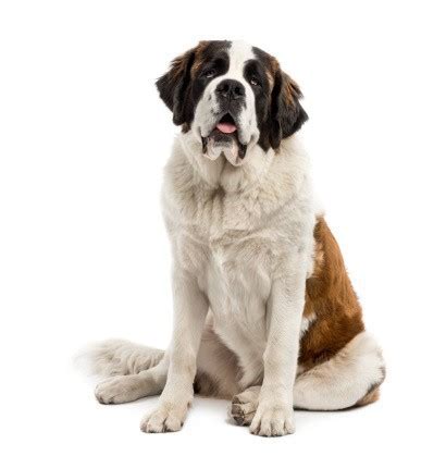 Saint Bernard Grooming in Barrie, Ontario | Doogans Pet Centre