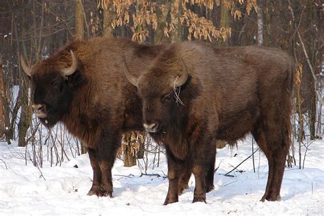 After three decades, is Chernobyl now a haven for wildlife? - CSMonitor.com