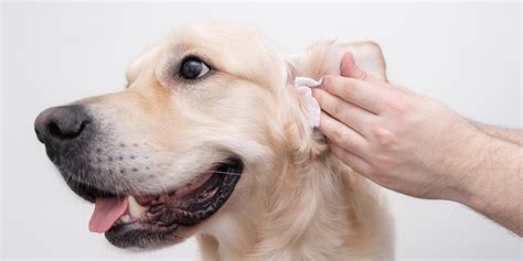 How To Clean Your Dog's Ears - Greencross Vets