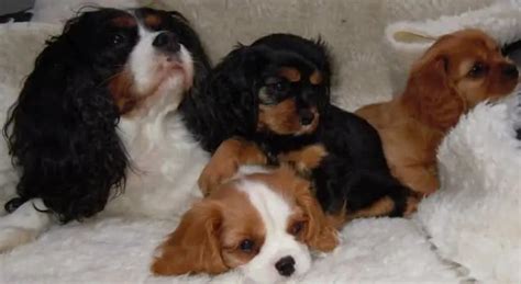 Cavalier King Charles Spaniel Health Petition - spanielking