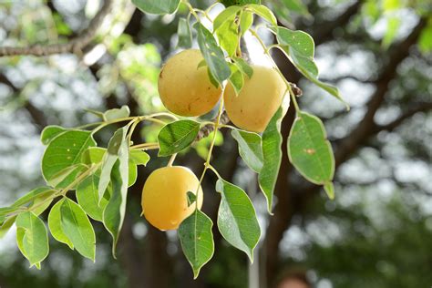 Marula Tree Fruit Pictures