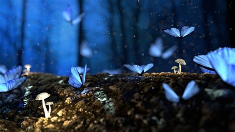Download Mushroom Macro Nature Animal Butterfly 4k Ultra HD Wallpaper