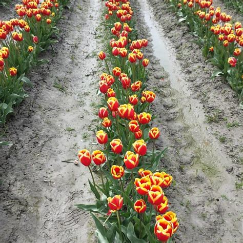 Roozengaarde Tulips ... Located in the Skagit Valley, some… | Flickr