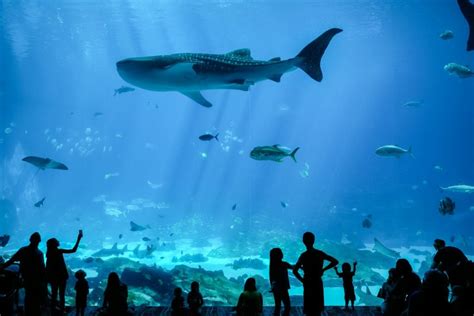 12 Best Things to Do at the Georgia Aquarium in Atlanta