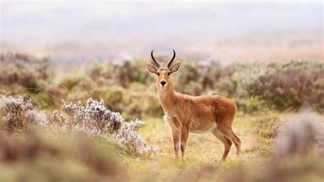 Wildlife Holidays in Ethiopia - Naturetrek