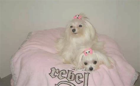 Paw Print Genetics - Breed of the Week: Maltese