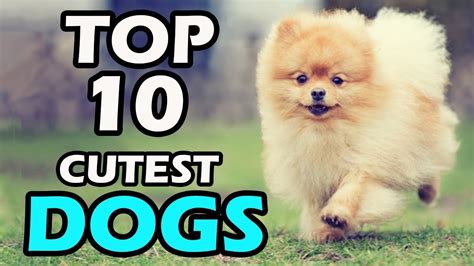 Top 10 Cute Dogs Breeds - Infoupdate.org