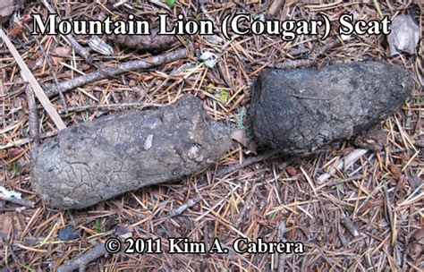 Mountain Lion (Cougar) Scat