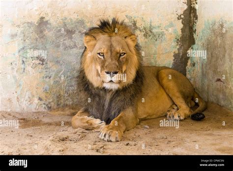 Atlas Lion Stock Photo - Alamy