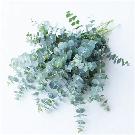 Eucalyptus Baby Blue – Floret Flower Farm