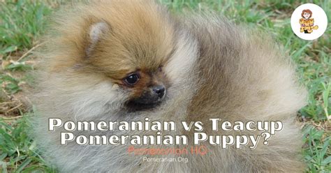 Complete Teacup Pomeranian Puppy Facts: Size, Price, Health and More