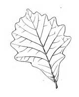 Dark Oak Leaf coloring Page  Free Printable Coloring Pages sketch template