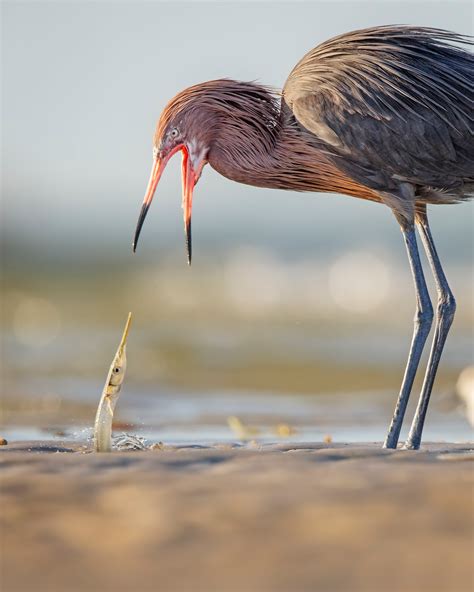 Reddish Egret | Audubon Field Guide