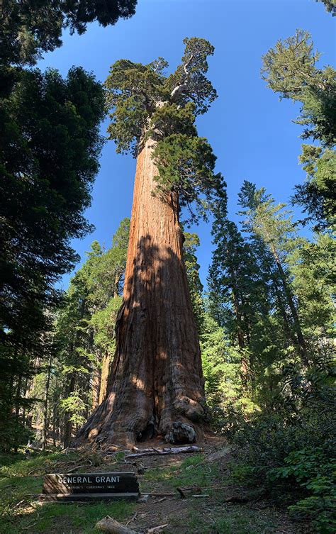 General Grant Tree Trail In Grant Grove At Kings Canyon National Park