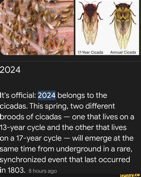 Annual Cicada 2024 It's official: 2024 belongs to the cicadas. This spring, two different broods ...