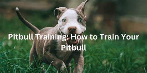 Pitbull Training: How to Train Your Pitbull | The Pitbull Center