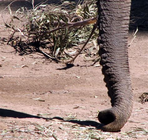 File:African Elephant Trunk.jpg