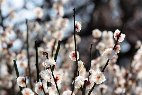 Plum Blossom in Japan | Ume Matsuri 2019 | Kyuhoshi