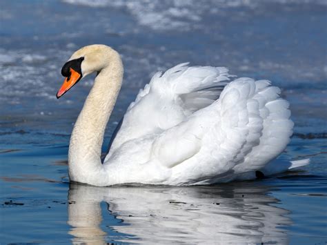 Mute Swan - eBird