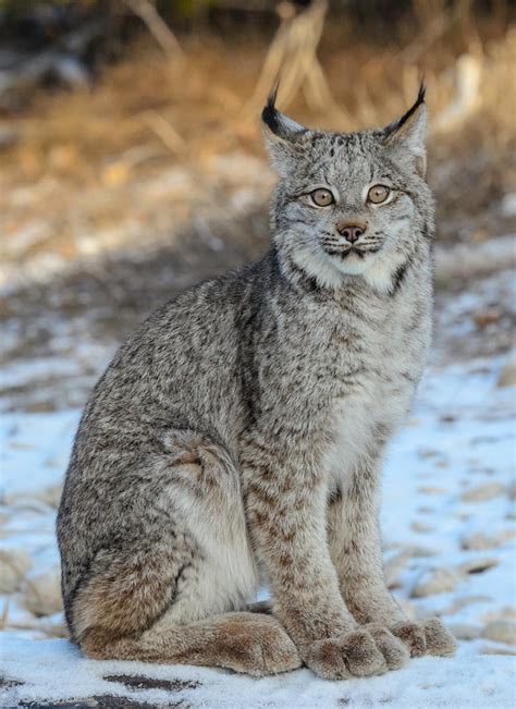 Lynx