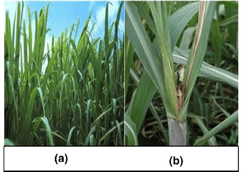 a A fresh sugarcane crop and b a diseased sugarcane crop | Download ...