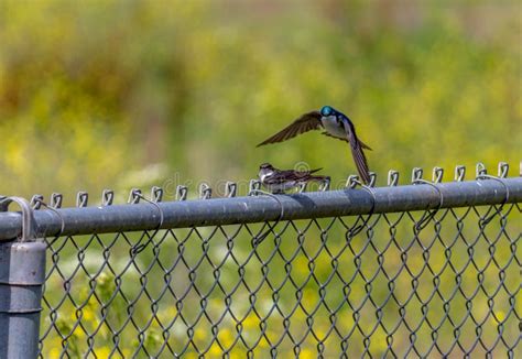 Flying Colibri Bird in California Stock Photo - Image of colourful, beautiful: 205055586