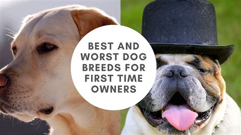 9 Best And Worst Dog Breeds For First-Time Owners - AtractivoPets