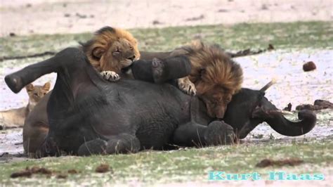 TWO LION hunting Elephant - YouTube