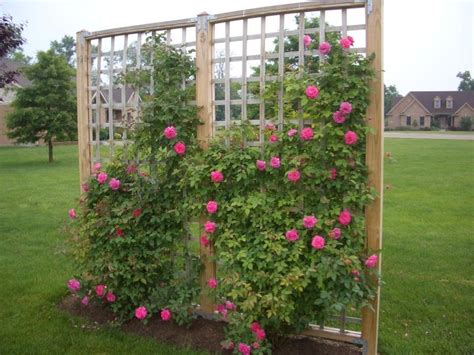 rose bushes my husband and i built these these were very easy to build | Climbing roses trellis ...