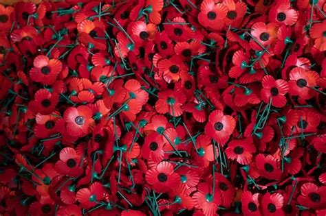 Remembrance Day: Five things you may not know about why we wear poppies - Bristol Live