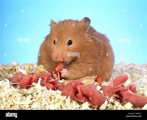 Syrian golden hamster with babies mother caring her one day old babies ...