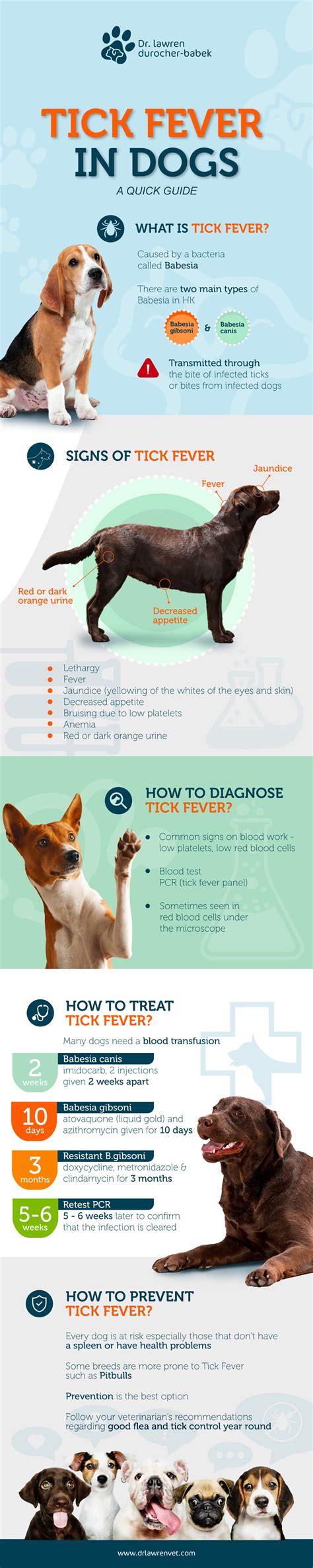 Tick Fever: A Quick Guide — Dr. Lawren Durocher Babek