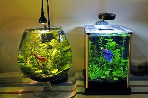 All about betta fish: Betta fish Nano Tank setup