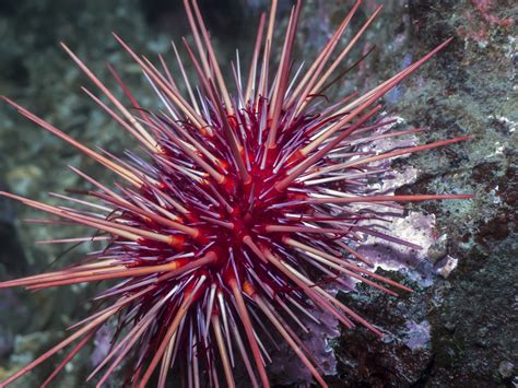 Equinodermos - Filo Echinodermata - Biologia - InfoEscola