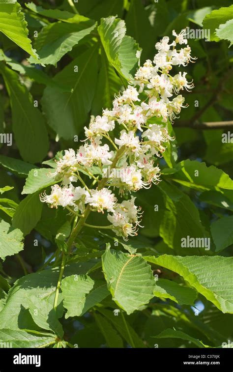 Sweet chestnut tree flowers hi-res stock photography and images - Alamy