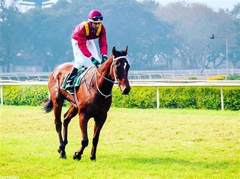 At the Derby 4Feb2019 at Mahalaxmi Race course #horseracing #horses #horse #equestrian #jockey # ...