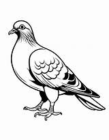 Pigeon Coloring Pages Free Printable PDF sketch template