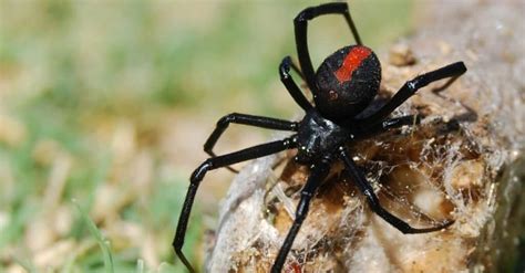 Redback Spider vs Black Widow Spider: 5 Differences - IMP WORLD